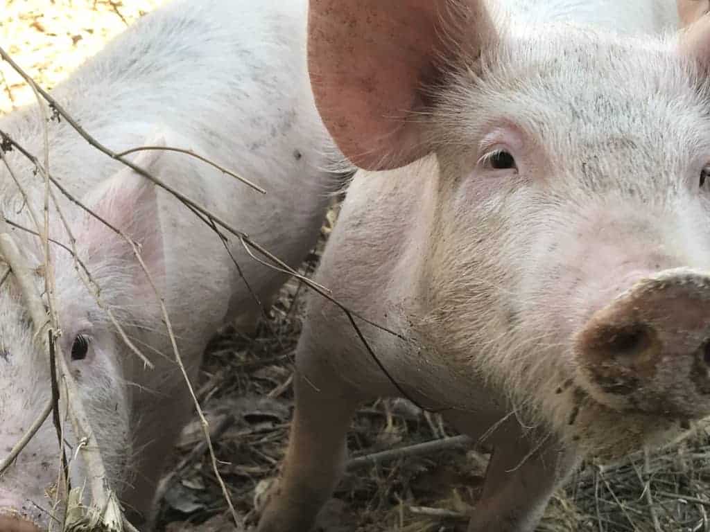 Free range pigs who lead a lovely life at Rancho el Troje are selected for Whole Hog Weekj