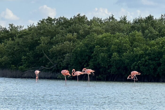 Sabor y Sol: A Culinary Escape to Mérida with Chef Ana (Feb 28-March 7, 2027) BOOKED!